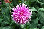 Dahlia 04 - s